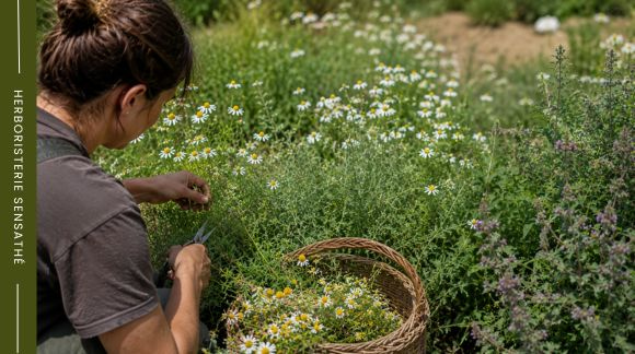 Récolte des Astéracées au jardin  cueillette de camomille matricaire au stade de pleine floraison dans un jardin médicinal - Herboristerie Sensathé